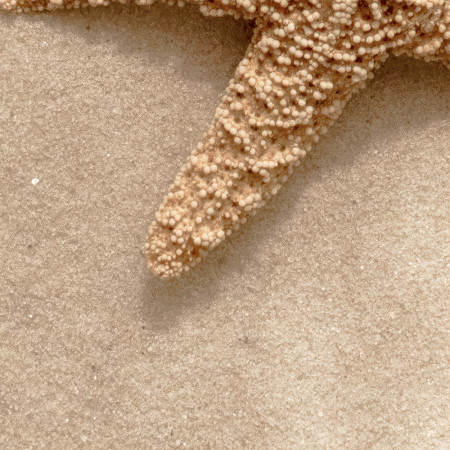 Panneau mural Starfish